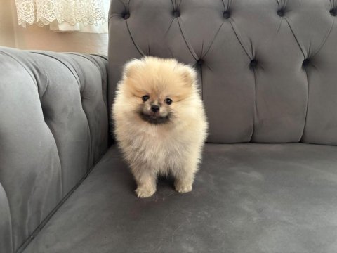 Pomeranian toy spitz yavrular