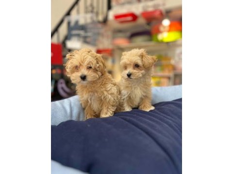 Tüy dökmeyen hipoalerjenik saf kan maltipoo yavrular