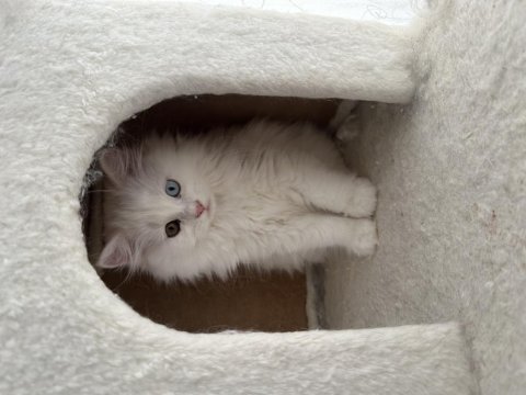 Erkek ve dişi cins yavru british longhair kediler