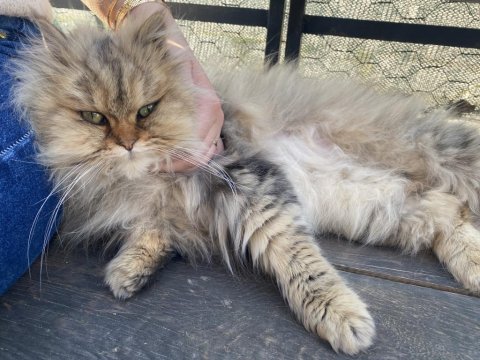 İran chinchilla bolu merkez aciliyeti vardır