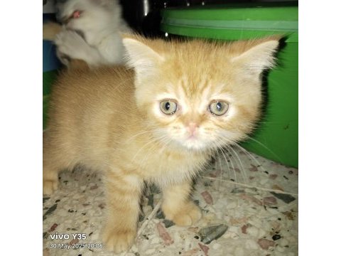 Evinizin yeni evlatları bal suratlı kediler