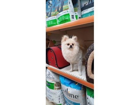 8 aylık pomeranian