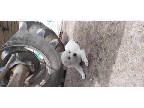 1.5 aylık 3 adet dişi akbaş yavru