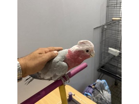 Yarı evcil gül kakadu papağanı