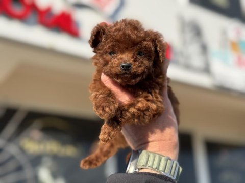 Petmode köpek çiftliğinden tea cup poodle yavrular