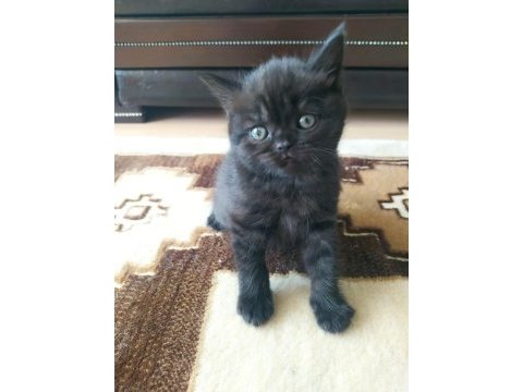 07.04.2023 doğumlu british shorthair yavrular