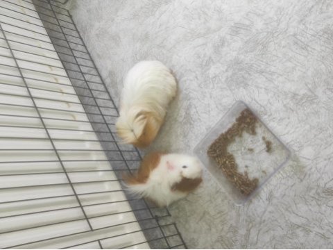 Guinea piglerime yuva arıyoruz