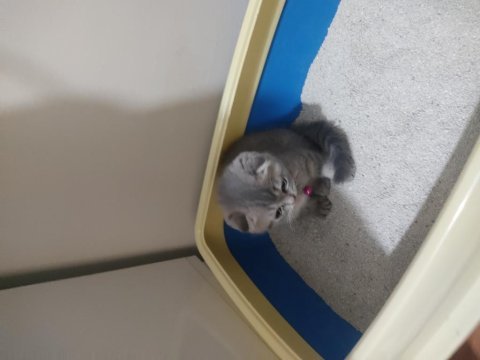 2 aylık bebek yavruyu sahiplendiriyoruz