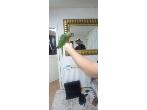 Full evcil alexander papağanı