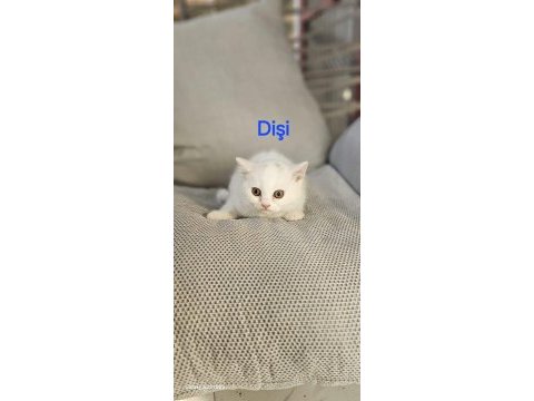 Yakışıklı erkek ve dişi bebek kediler
