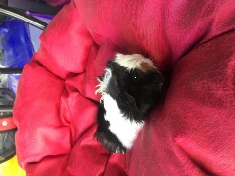 Veteriner teknikerinden bebek guinea pig yavruları