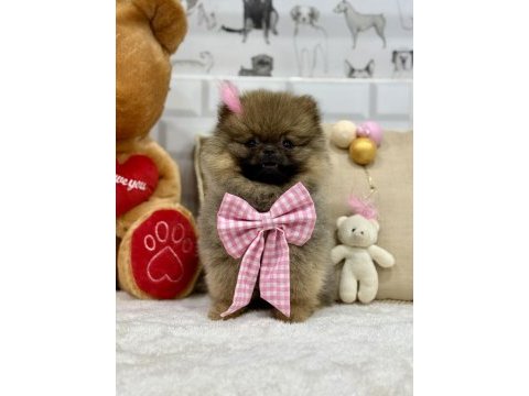 Minik teddy bear ayıcık pomeranian kızımız