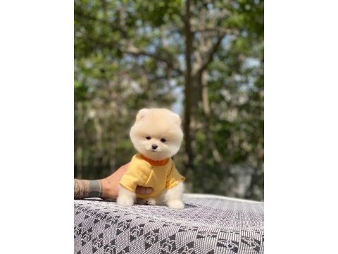 Tatlı pomeranian yavrularımız