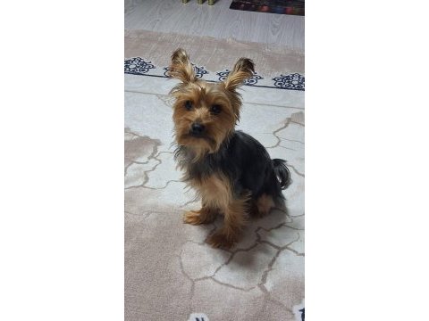 Yakışıklı erkek yorkshire terrier