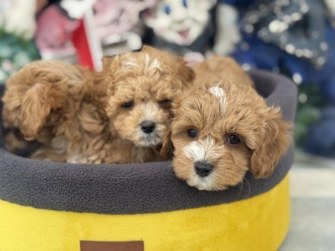Petmode köpek çiftliğinden tea cup maltipoo