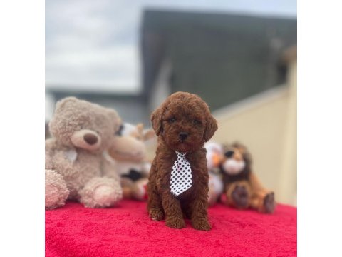 Kg garantili poodle yavrular