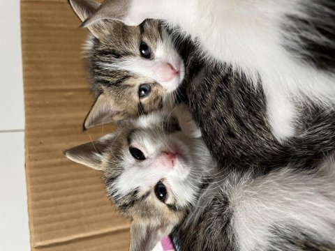 Güzel minik yavru kedilerimizi ücretsiz sahiplendiriyoruz