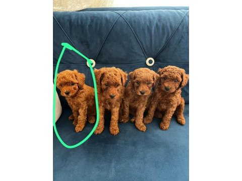 Kore kan toy poodle