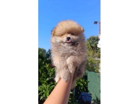Pomeranian boo yavruları