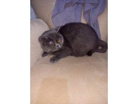 British shorthair kedimiz sahiplendirilecektir