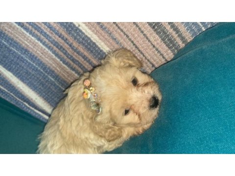 1.5 aylık cüce maltipoo köpeklerimiz