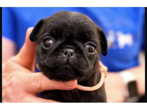 Pug saf ırk köpekler