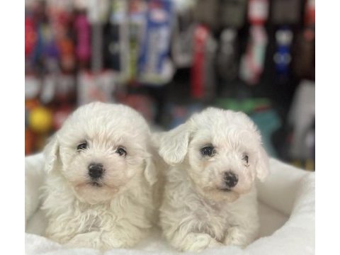 Kar beyazı maltese terrier yavrularım 