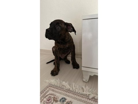 Safkan a kalite bakımlı yavru presa canario