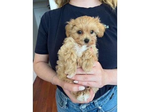 Fırsat yavruları bebek yüzlü maltipoo