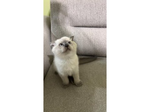 Scottish fold yavrular