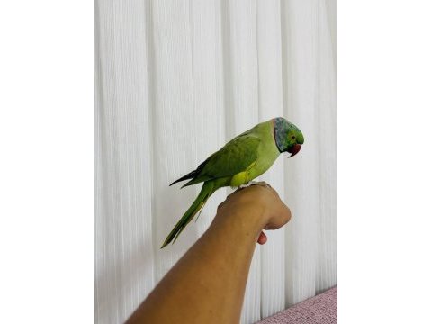 Evcil konuşan erkek portakal kafa pakistan papağanı