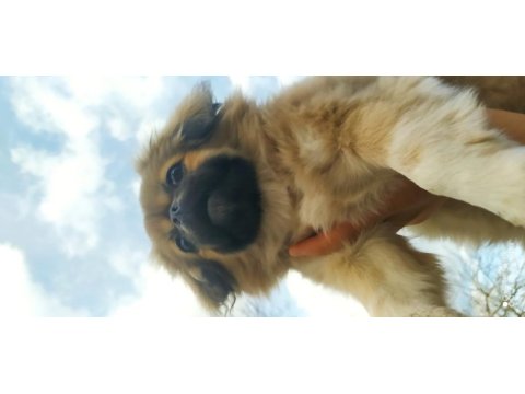 Beş aylık pekinez dişi köpek aşıları var