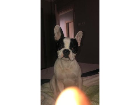 Kısır çok uyumlu french bulldog