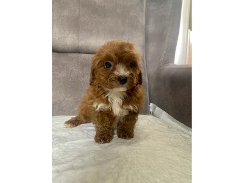 Teacup maltıpoo oğlumuz