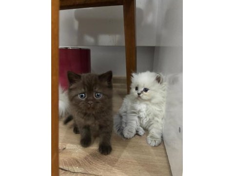Scottish longhair yavrularımız ailelerini bekliyor
