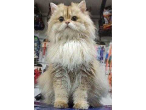 British longhair chocolata golden shell (by12)