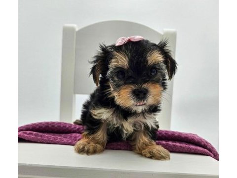 Aile ortamında bakılan yavru köpekler