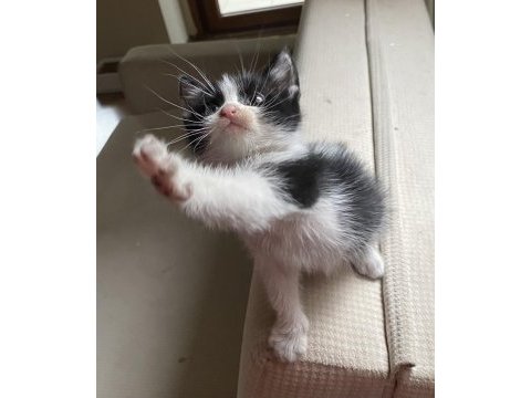 Oyun delisi minik tombik bebek kedimiz