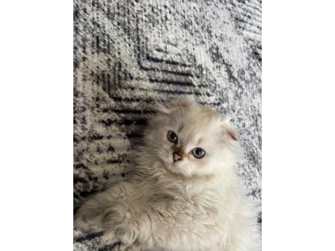 Yakışıklı oğlan scottish fold