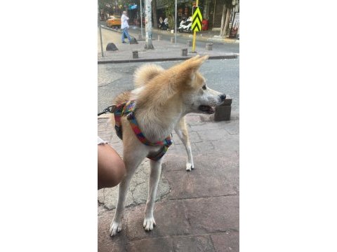 Akita sahiplendime lütfen whats app üzerinden ulaşın