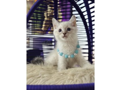 British shorthair silver point yavrular