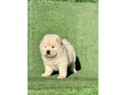 Chow chow yavrularım