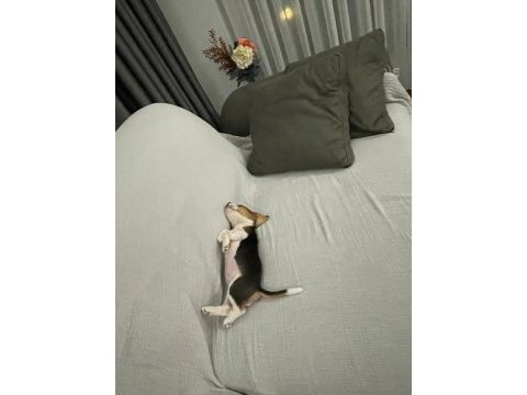 Beagle yavrusu köpeğimiz