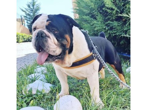 Yavru ve yetişkin a kalite ingiliz bulldog