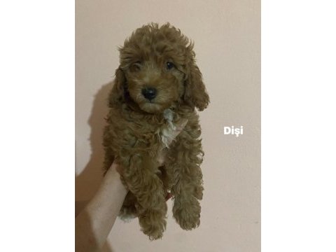 Toy poodle yavrularım
