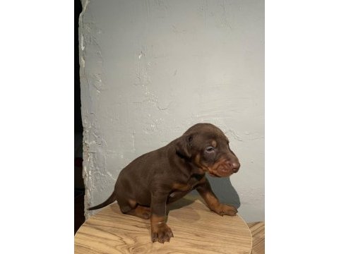 Kızıl doberman bebekler