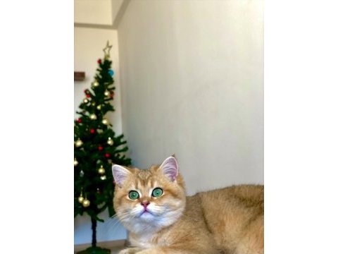 British shorthair