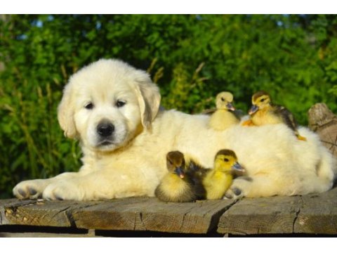 Golden retriever yavrular canlı görerek alabilirsiniz