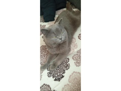 British shorthair sahiplendirme