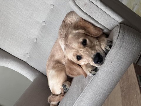 8 aylık golden retriever kızımız yeni yuvasını arıyor